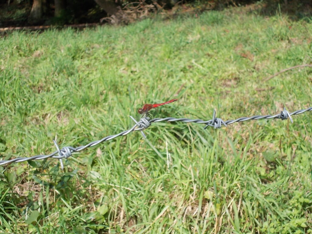 13：48　こちらでは、赤とんぼが出迎えてくれました。