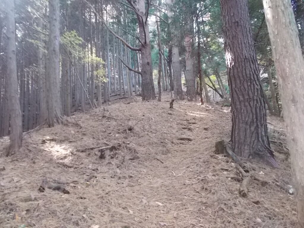 11：36　緩やかな尾根に出ましたが、景観はさっぱりです。