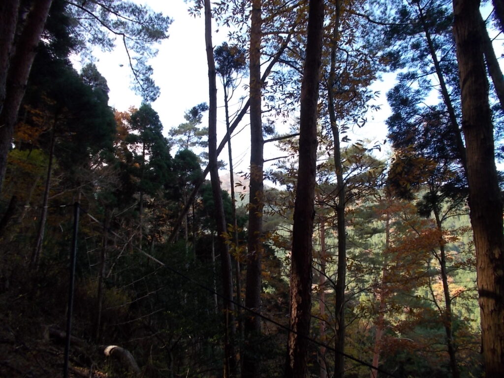 11：38　樹間から笛石山が見えます。