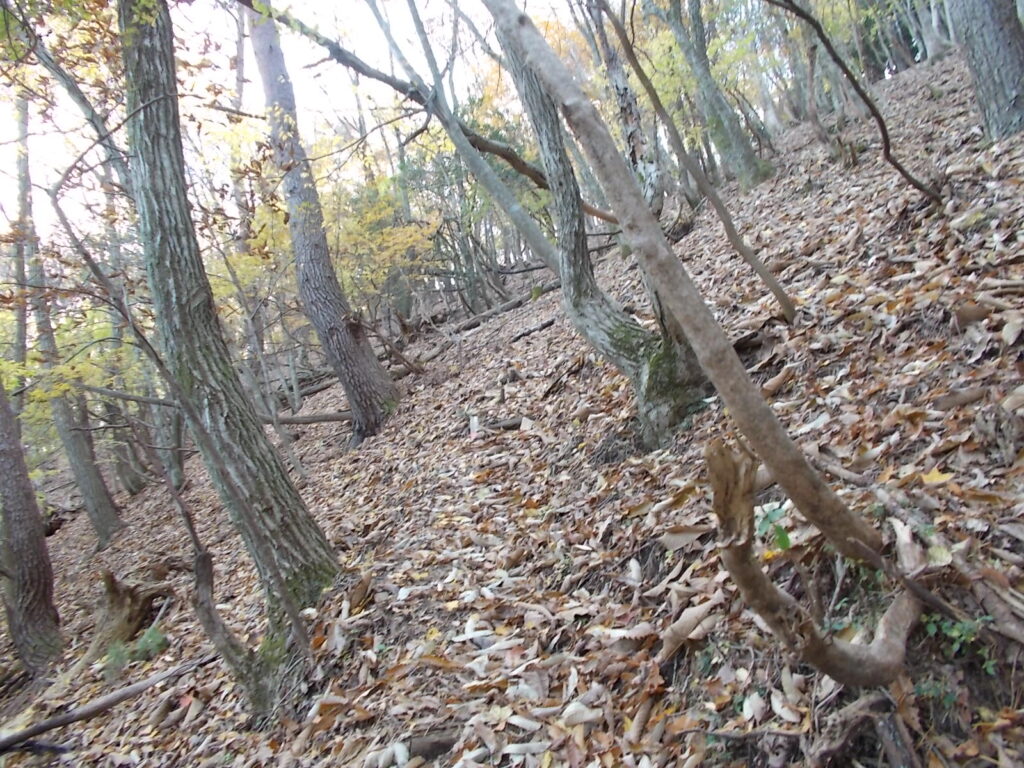 11：42　さらに続く劇上り。この辺り自然林に変わってきたので明るくなりました。