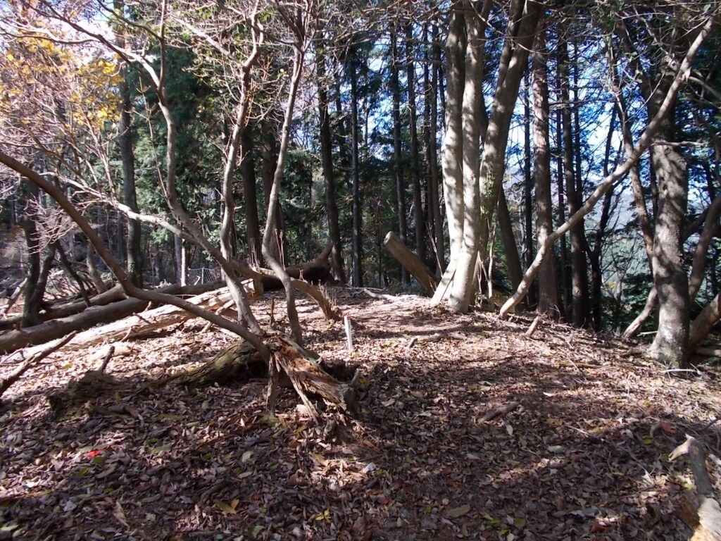 11：46　明るい尾根筋に出ました。