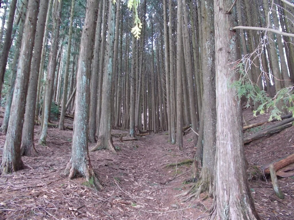 11:02 人工林に入ります。