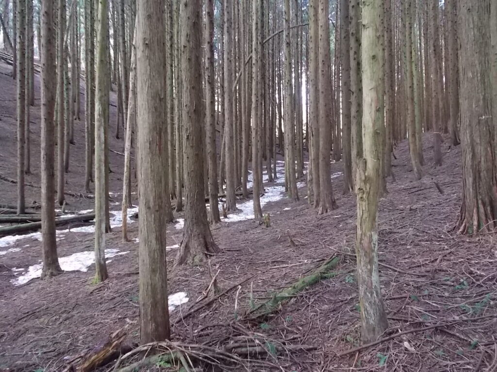 11:03 まだ、雪が残っています。