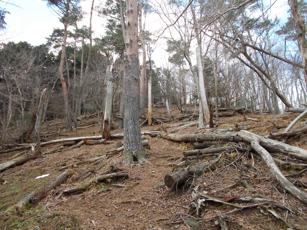 11:09 少し開けたところに出ました。