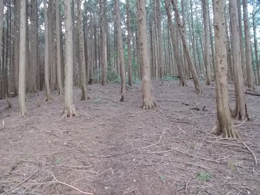 11:12 もう少し人工林を歩きます。