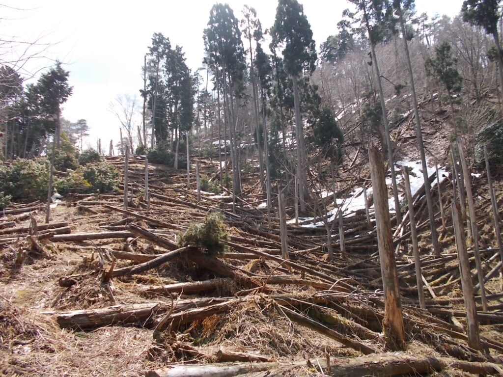 11:19 日当たりはいいですが、やたら倒木が多いです。 で、なぜか雪も残ってます。