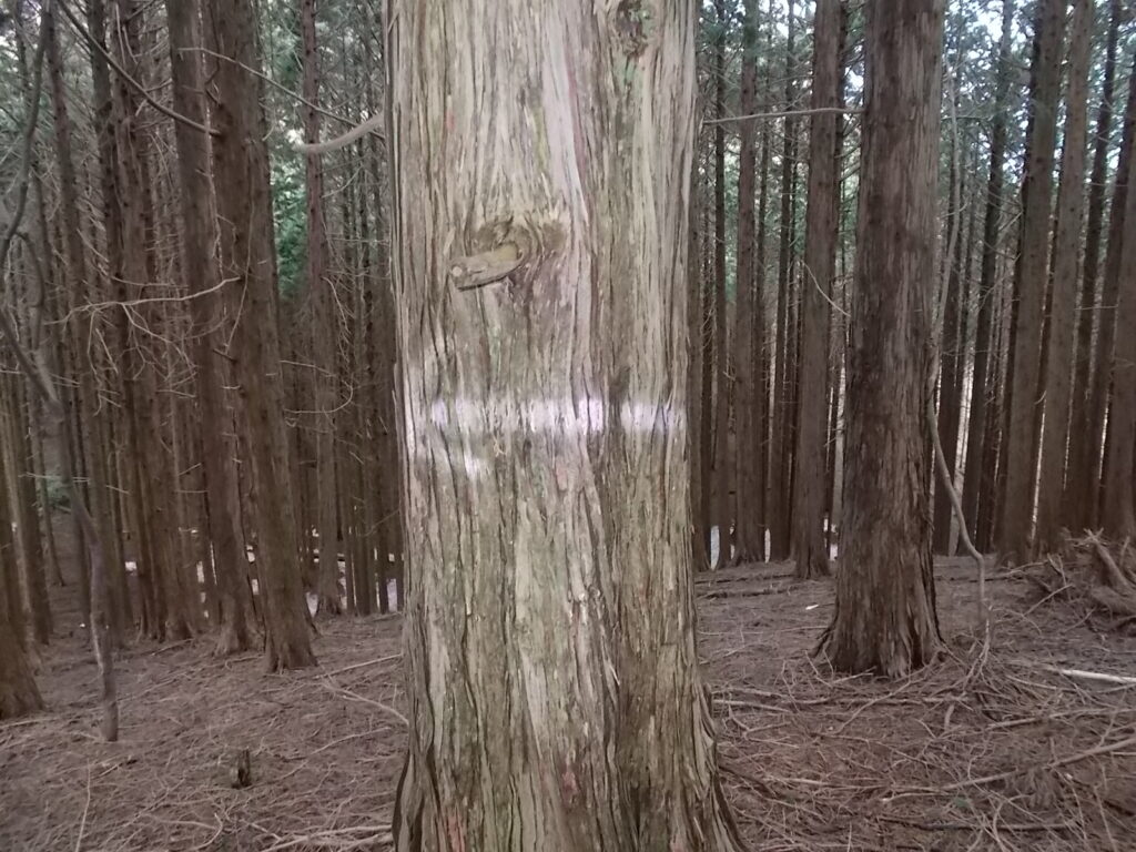 11:33 このあたりわかりにくいです。案内板がなく、まっすぐ行きそうになりますが、この木の矢印に従って下さい。