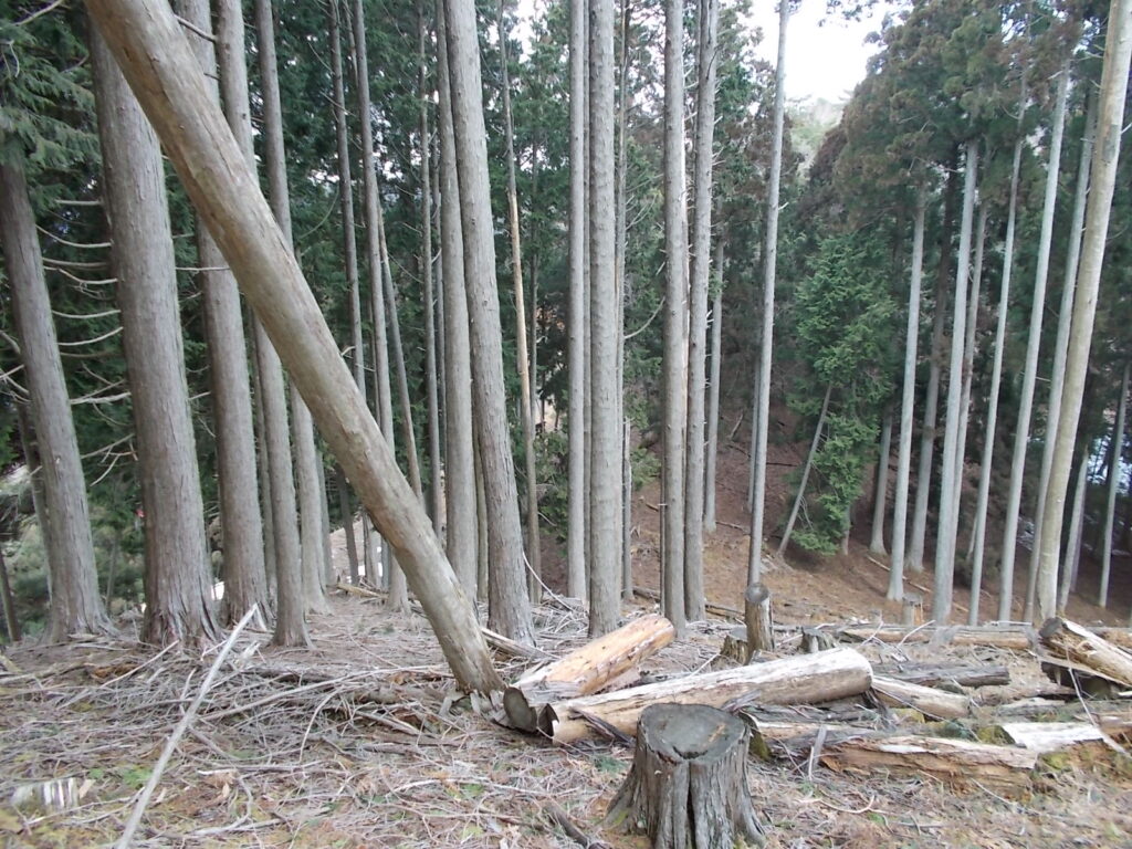 11:46 少し下ります。