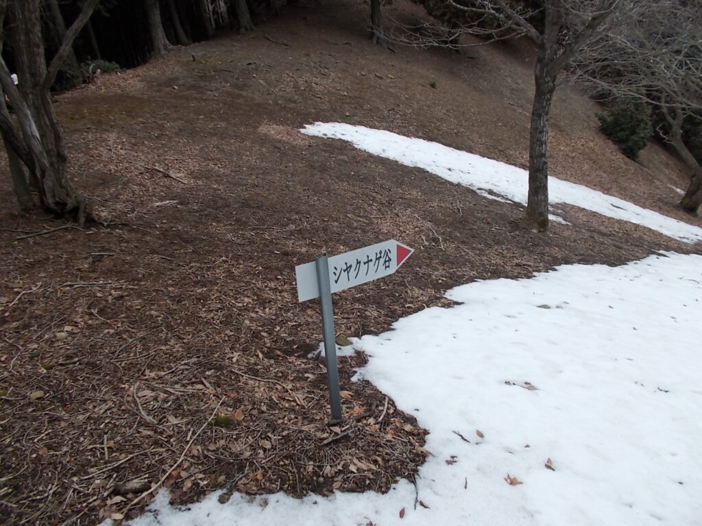 11:57 シャクナゲ谷の分岐に着きました。ここから下は雪だらけです。