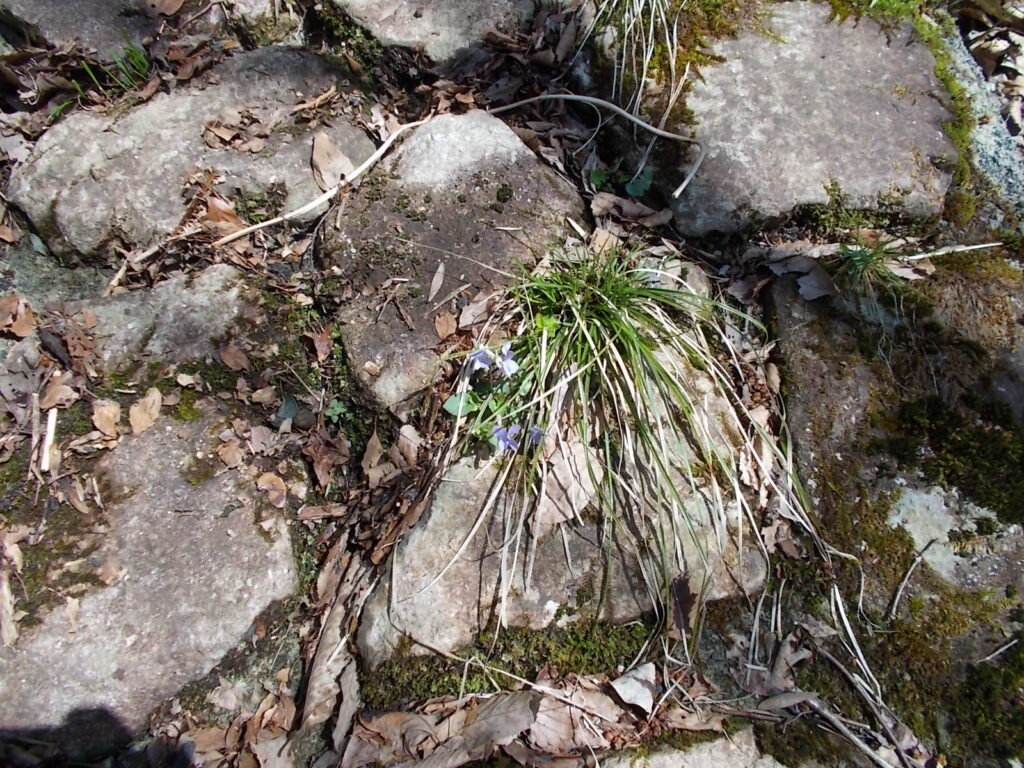 10:14 あちこちにはえているスミレの花。