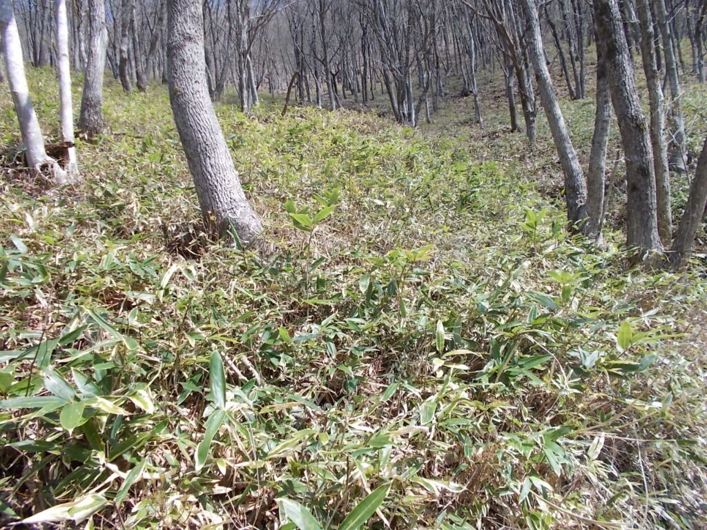 10:15 この辺りは笹がやたらと多いです。