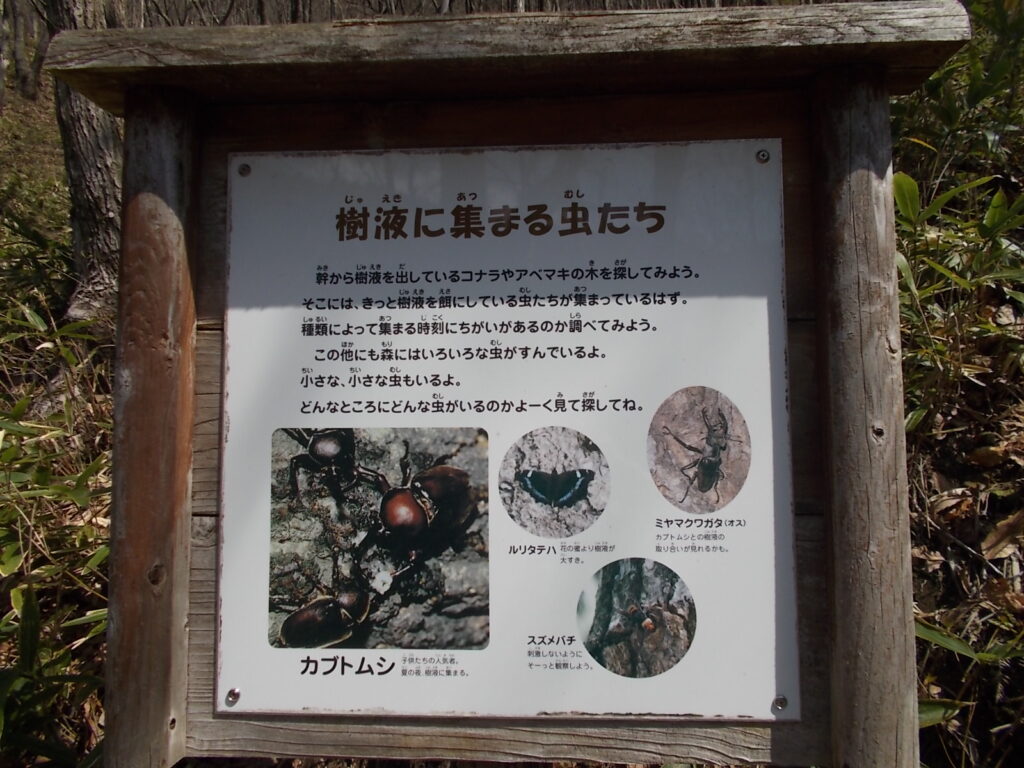 10:16 樹液に集まる虫たちの説明。さすがに公園です。