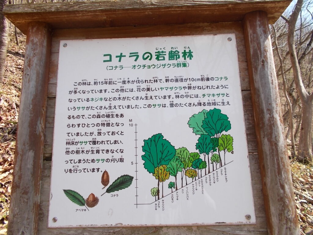 10:19 コナラの若齢林の説明