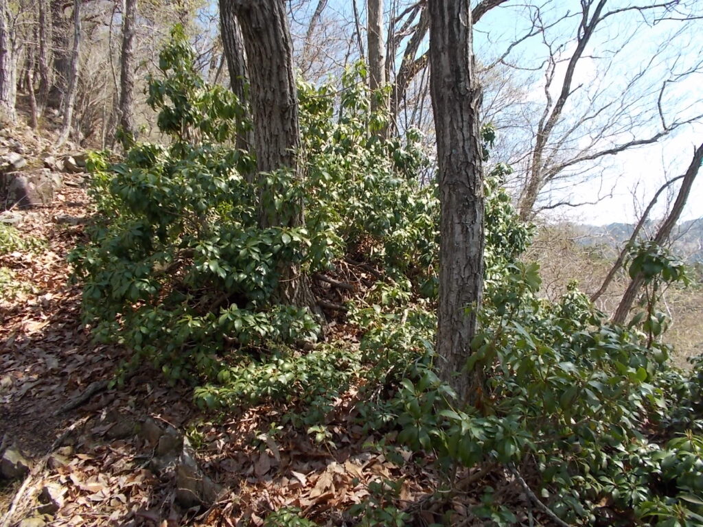 10:31 この辺り、馬酔木が多いです。