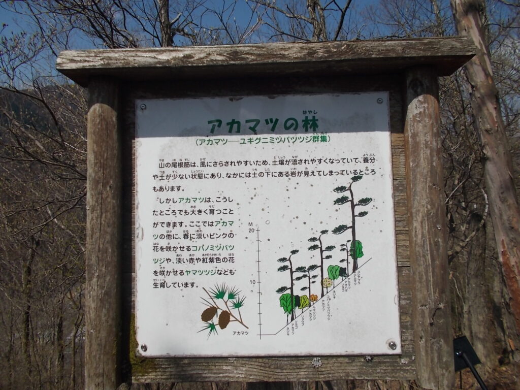 10:33 アカマツの林の説明