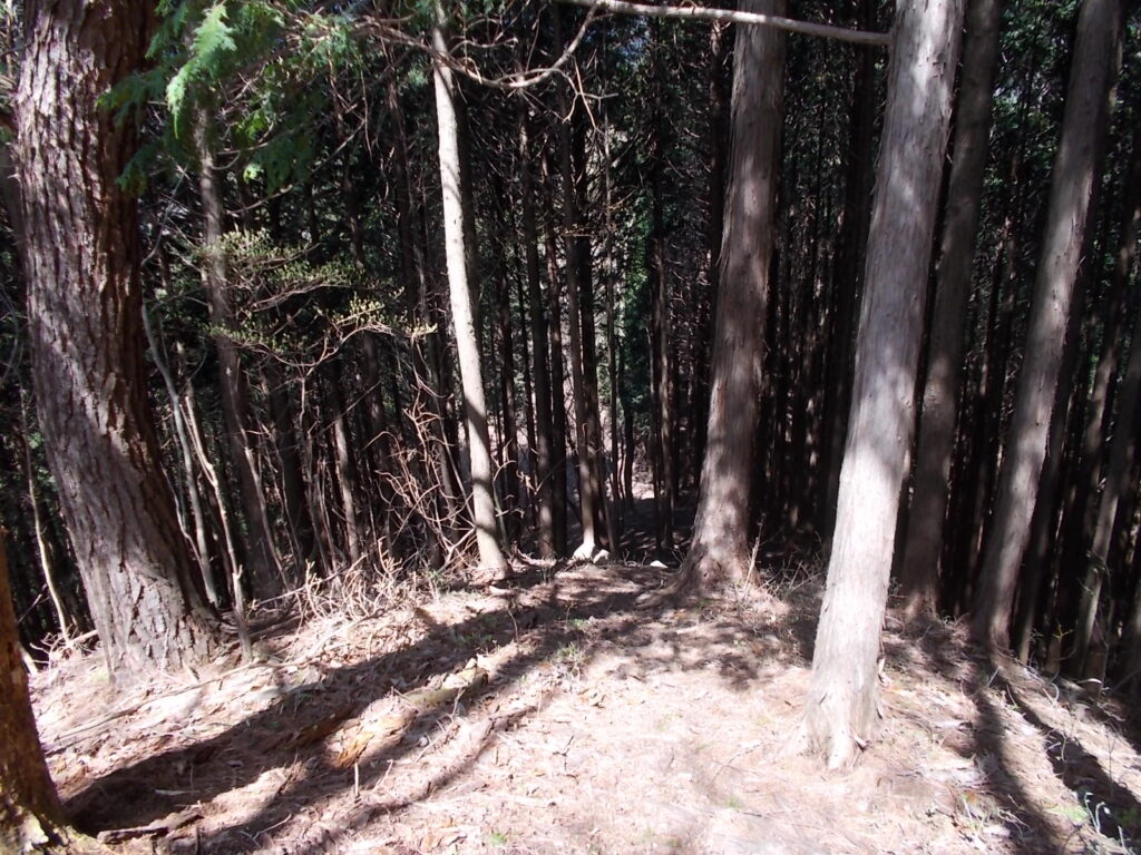 10:39 すぐに人工林に下っていきます。