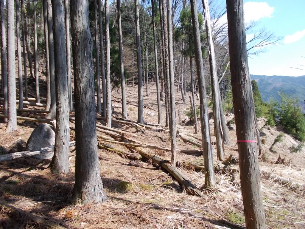 10:57 明るい林。どこへでも行けそうなんですが、ピン君テープのある谷に沿って右へ(写真中央)と進んで下さい。