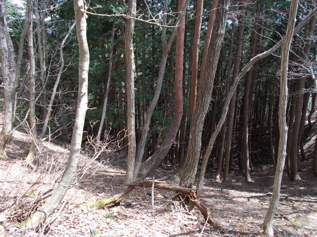 11:35 途中にある大きく曲がったアカマツ。