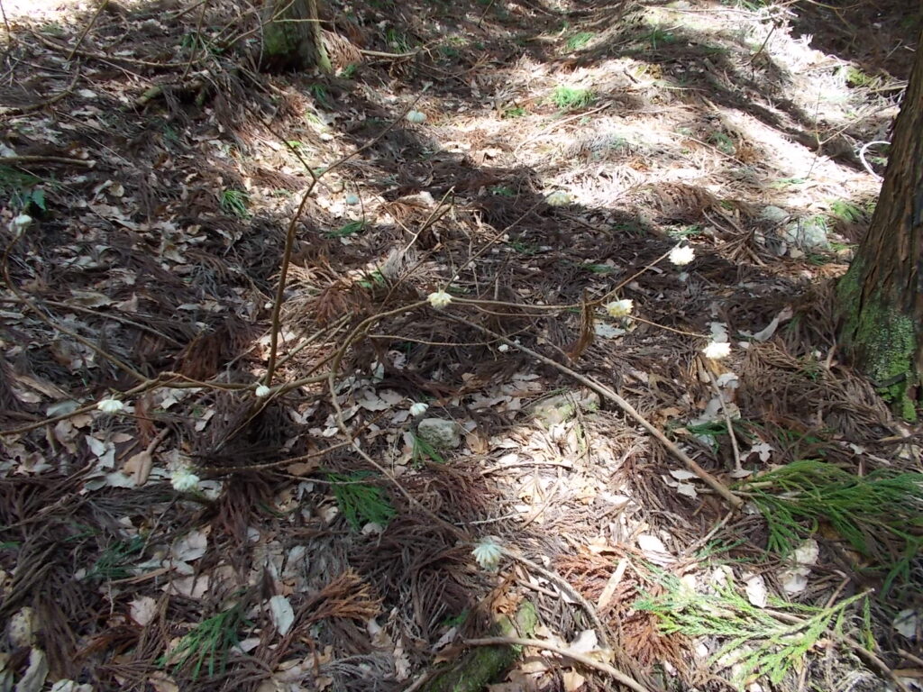 12:00 ミツマタが咲いていました。