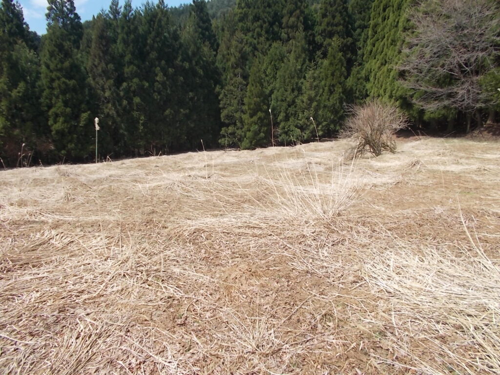 12:05 ススキの原でした。今はこんなですが、夏は大変でしょうね。左側にある小道を通ります。
