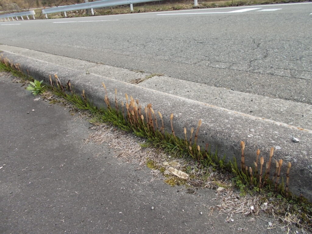 12:34 県道72号に出て、歩いているとやたらとつくしがたくさんでていました。なんか可愛いですね。