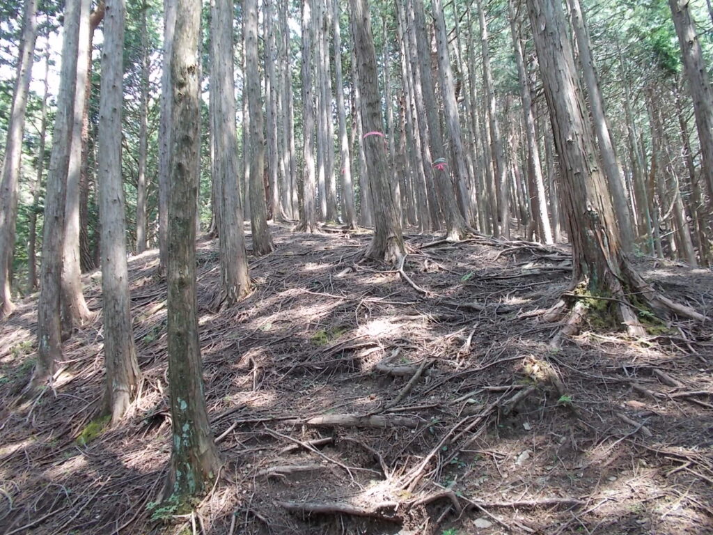 11：28　ここから尾根を上ります。木の根っこだらけです。