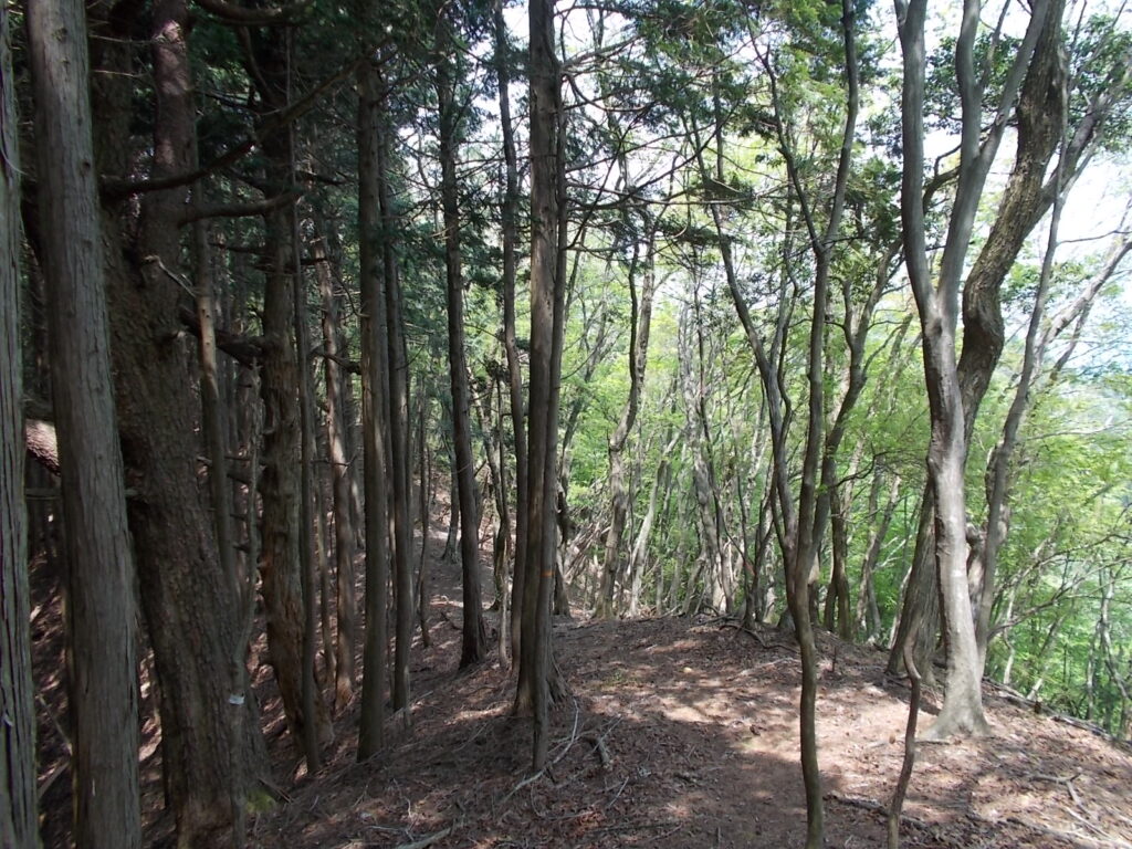 11：32　ここから稜線尾根になります。左は人工林、右は自然林で、明るくなりました。