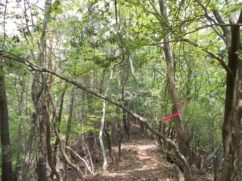 11:37　次のピークから自然林に変わります。明るい尾根歩きになりますが、景色はさっぱりです。