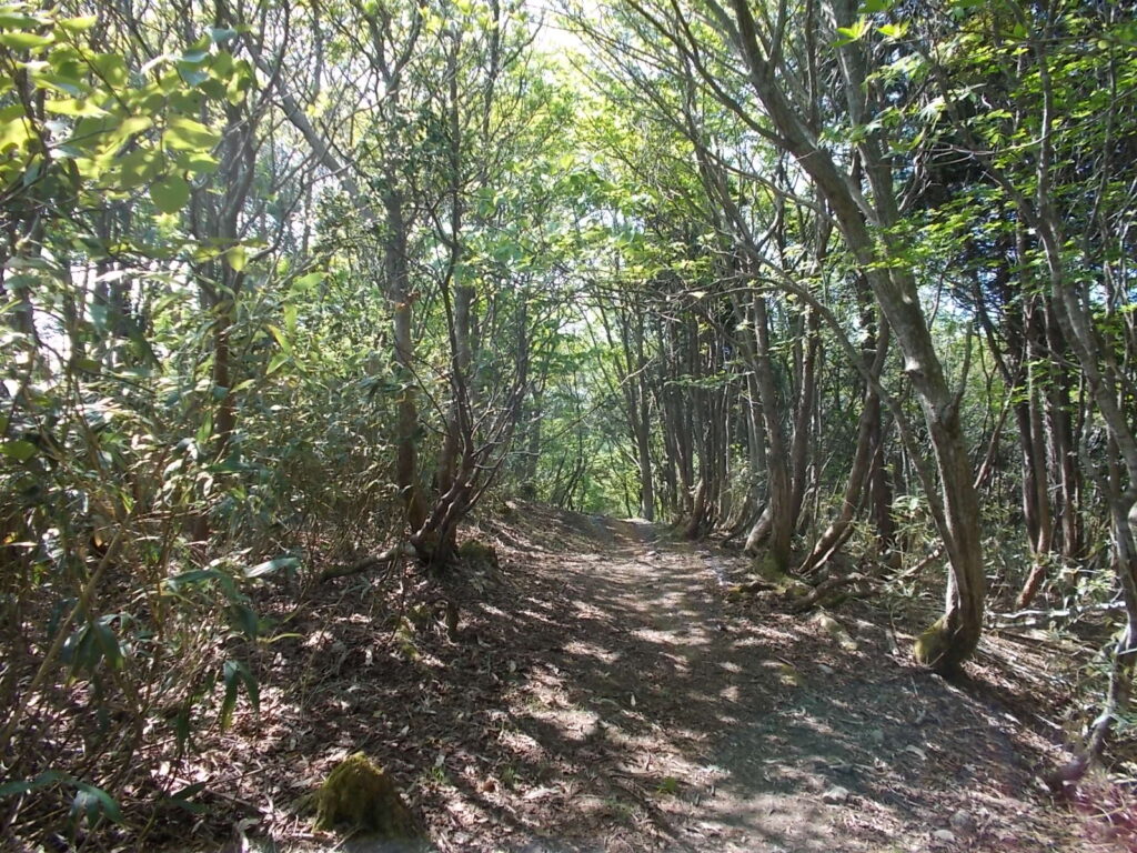 9：50　明るく、気持ちのいい尾根歩き。