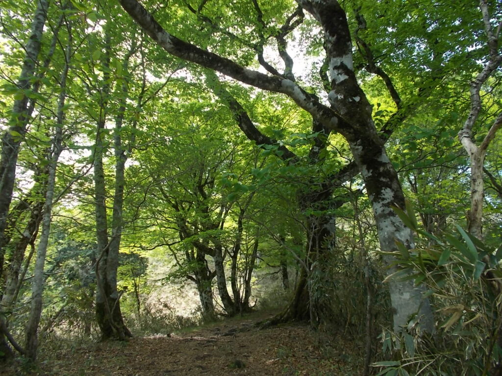 10：53　気持ちのよい尾根歩きが続きます。