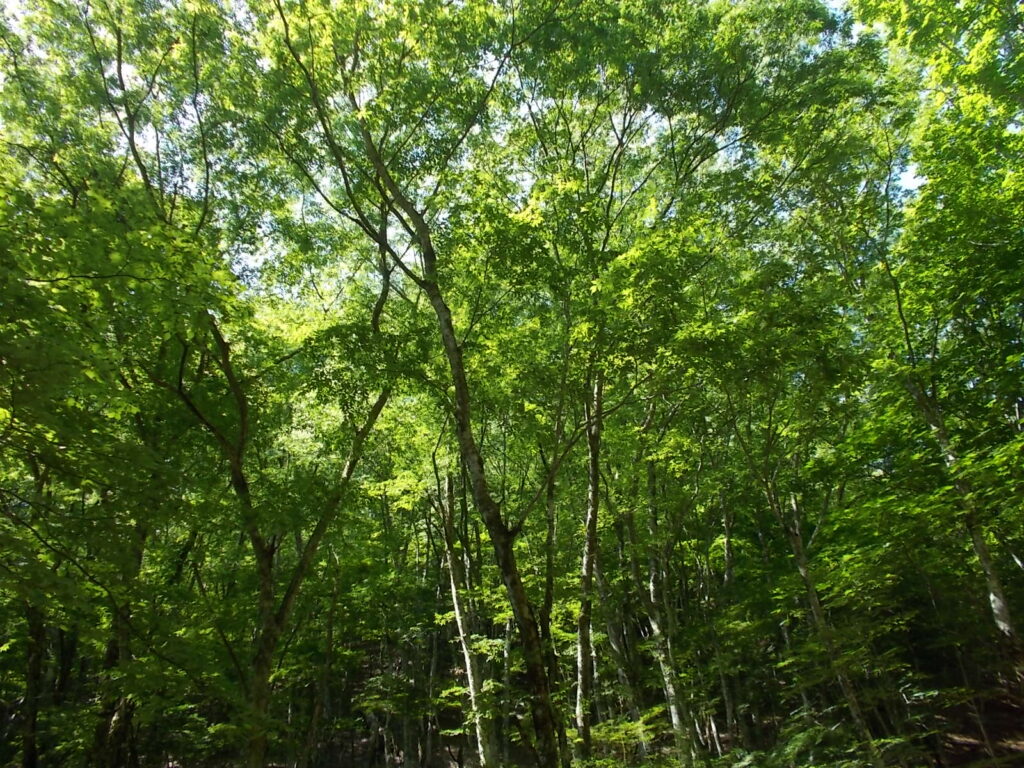 10：14　林道の新緑がきれいです。