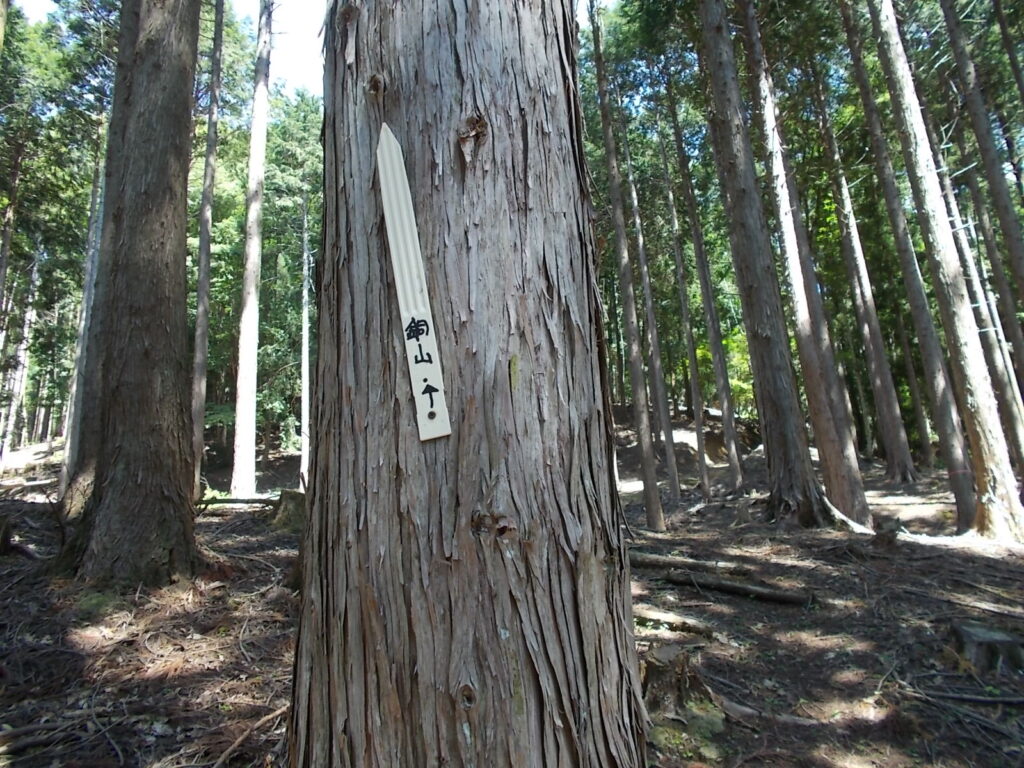 10：36木にくっつけられた案内。真上向きって？