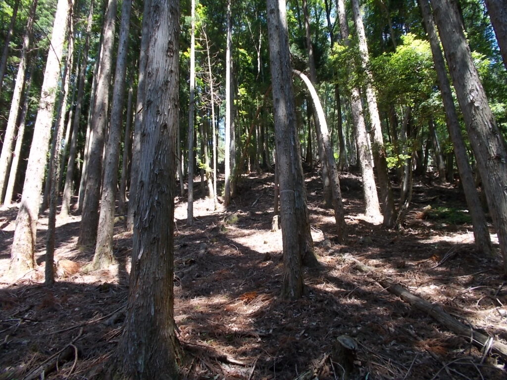 10：39　人工林の中の登山道。