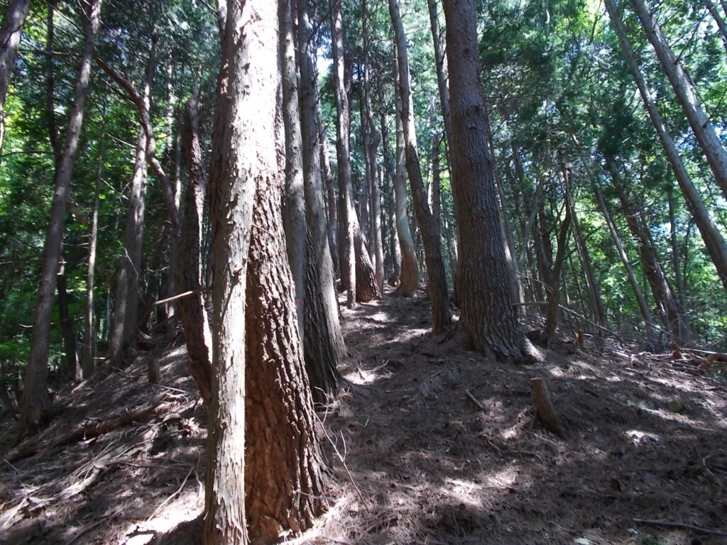 10：42　このあたりから傾斜がきつくなっていきます。