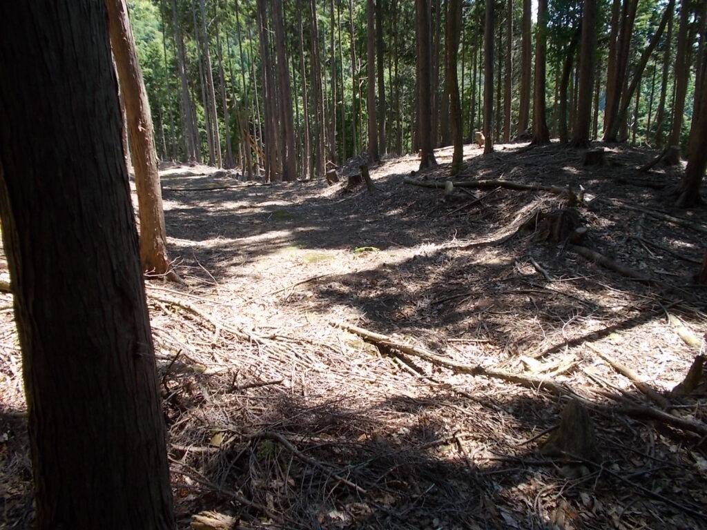 10：53　しばらく緩やかに歩きます。