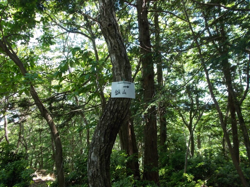 11：09　木につけられた案内