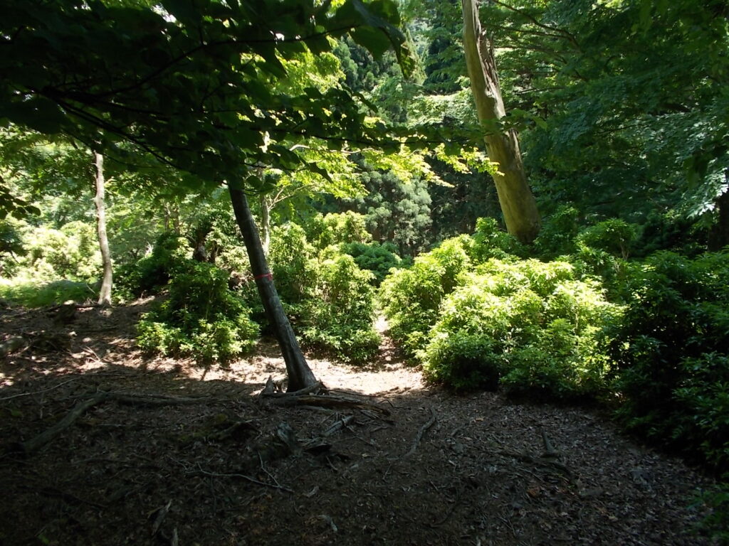 11：59　馬酔木の群生地