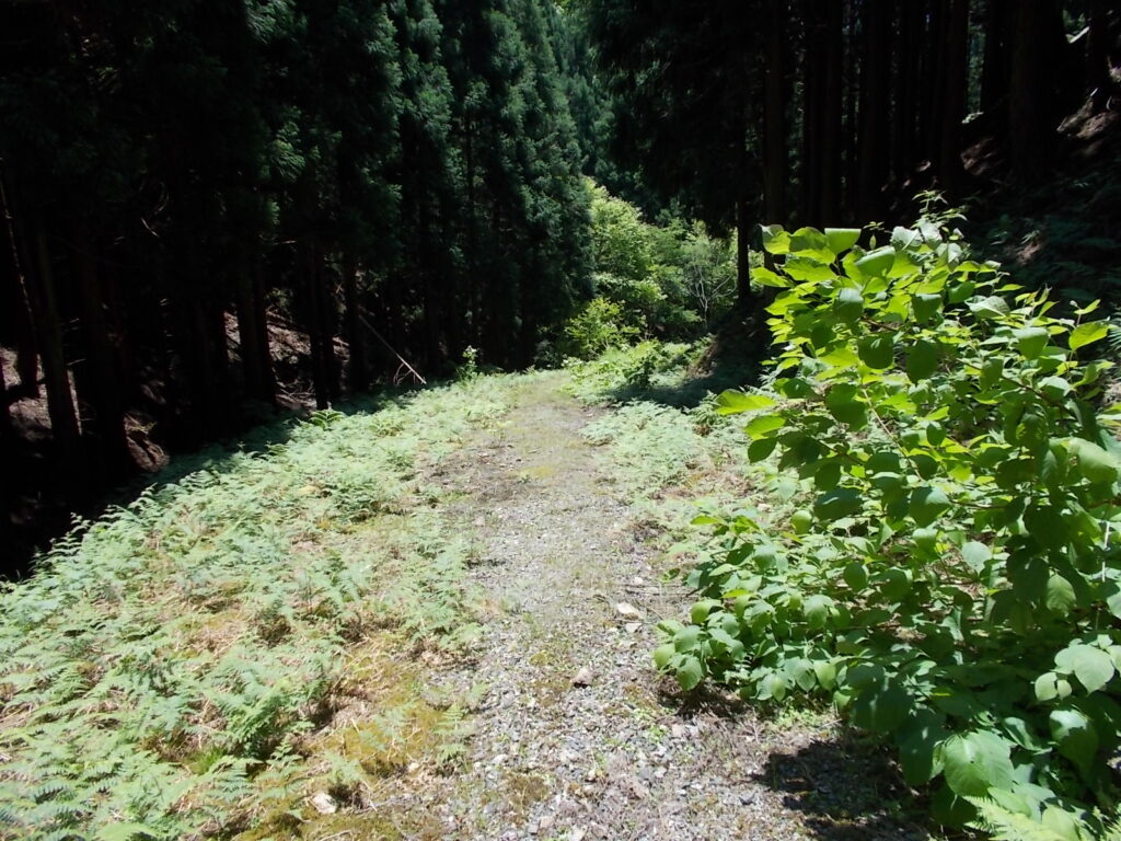 12：14　草の多い林道です。