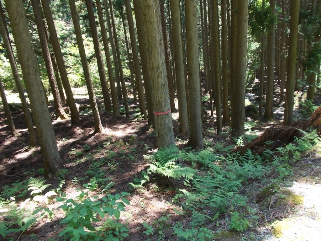 12：17　林道が途切れて、また林に入ります。