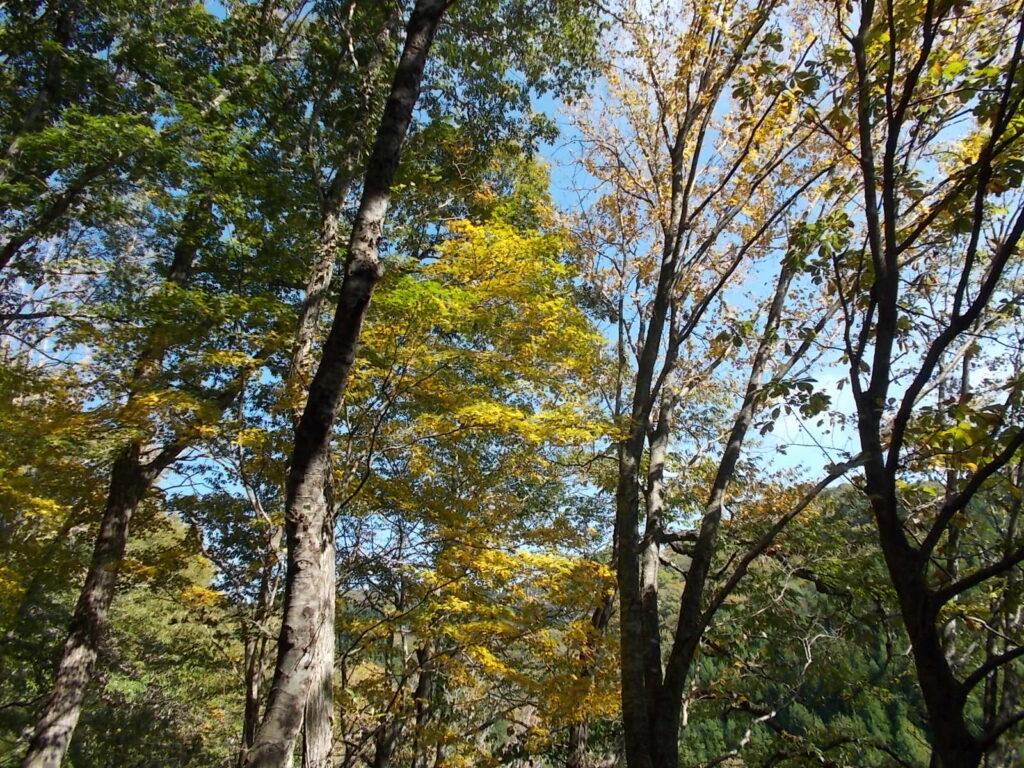 10：56　この辺りの紅葉の様子
