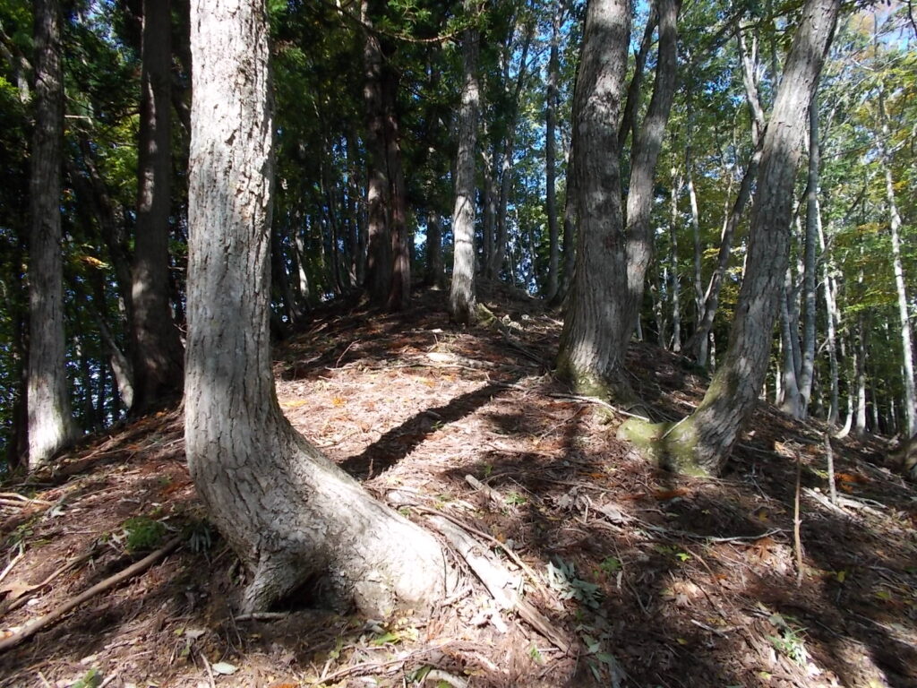 10：56　歩きやすい尾根になりました。
