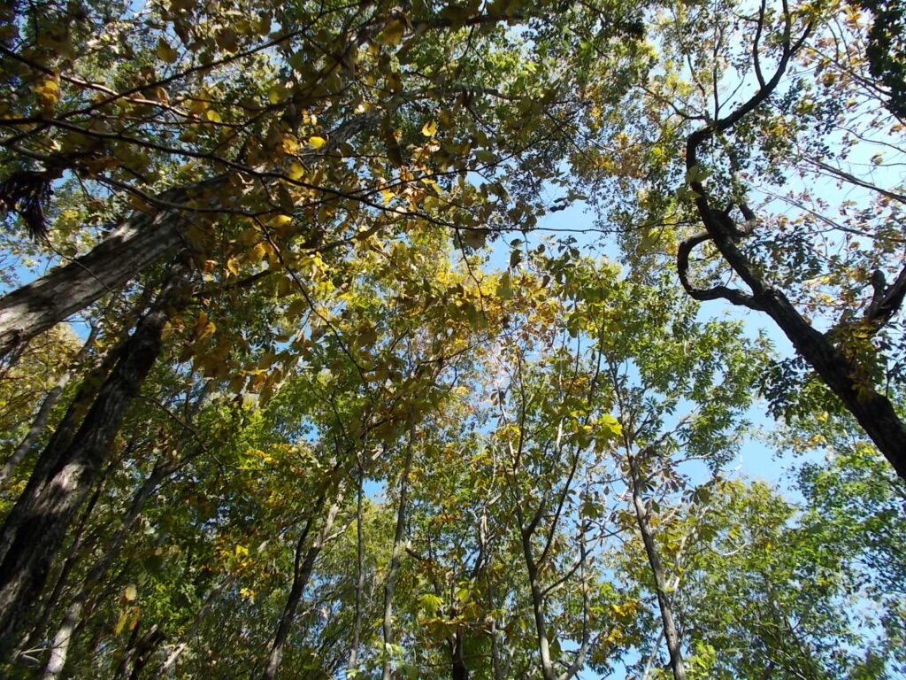 11：02　この付近の紅葉の様子