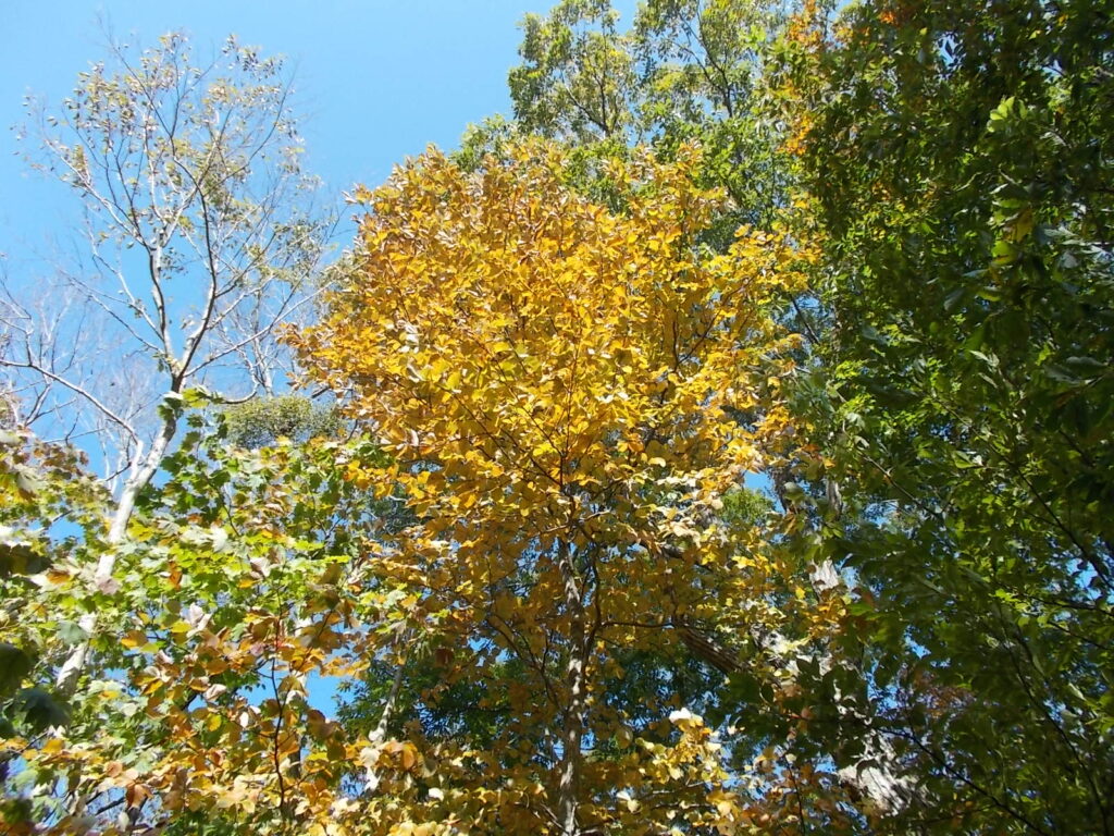 11：04　この付近の紅葉の様子