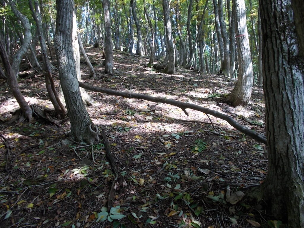11：10　極楽尾根