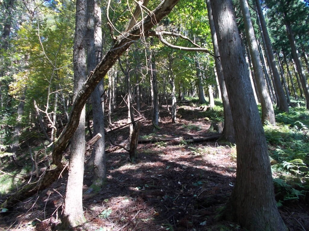 11：16　自然林の尾根が続きます
