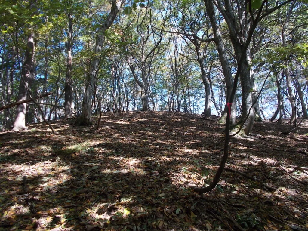 11：20　ちょっと急ですが、広い尾根を登ります。山頂かと思ったら単なるピークでした。