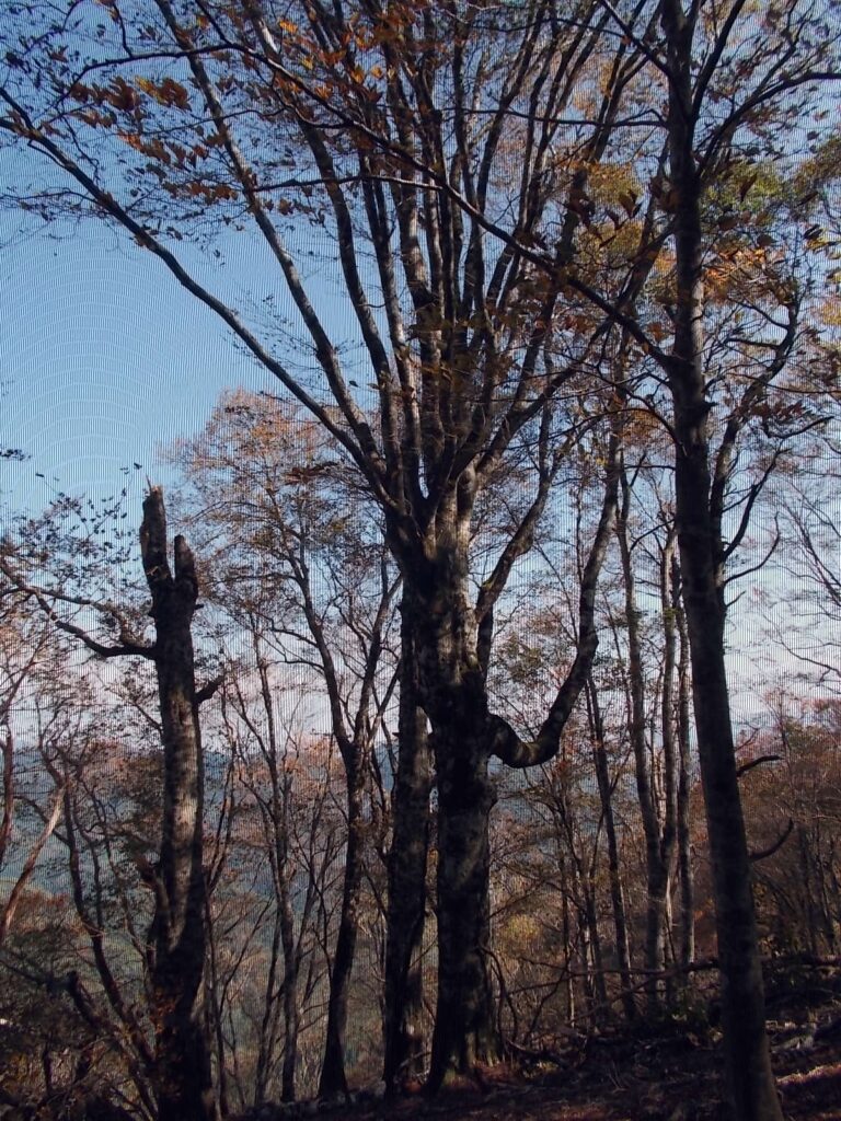 11：22　この辺りから巨木が出てきます。