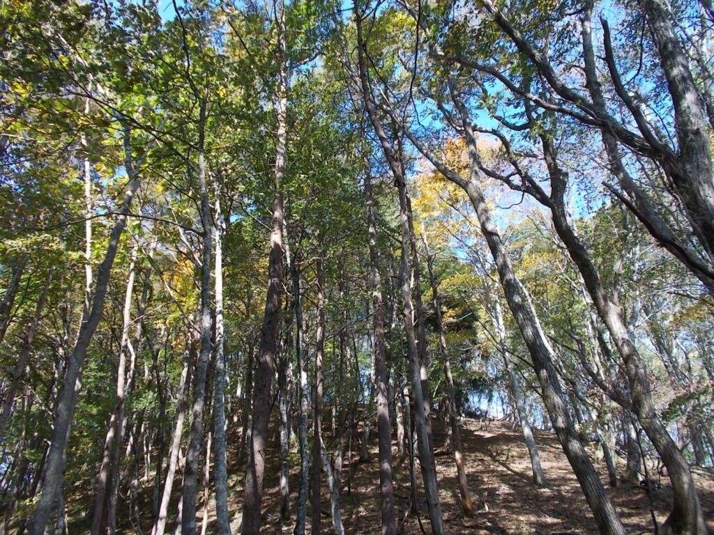 11：24　紅葉が始まった尾根歩きが続きます。