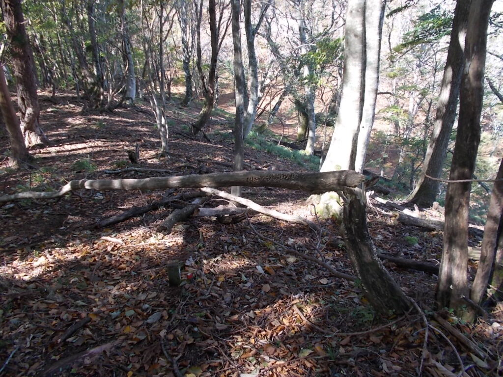11：29　倒木。台風で折れたのかしら。
