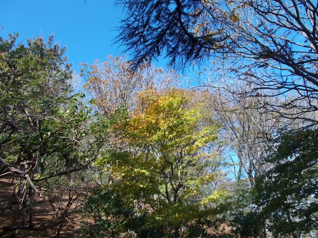 11：31　この付近の紅葉の様子